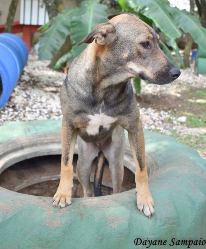 Cachorro Médio para adoção em Curitiba - Paraná