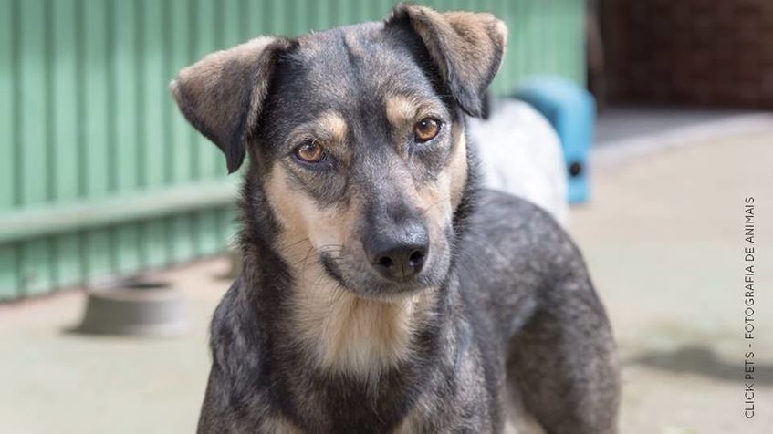 Cachorro Médio para adoção em Curitiba - Paraná