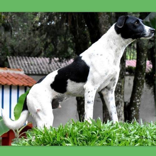 Cachorro Médio para adoção em Curitiba - Paraná