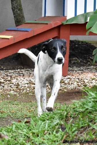 Cachorro Médio para adoção em Curitiba - Paraná