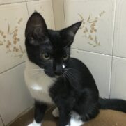 Gato porte pequeno para adoção em Santo André - São Paulo