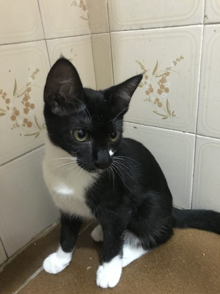 Gato Pequeno para adoção em Santo André - São Paulo