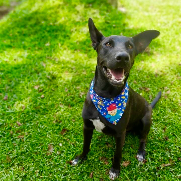 Cachorro Grande para adoção em Curitiba - Paraná