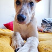 Cachorro porte medio para adoção em Canela - Rio Grande do Sul