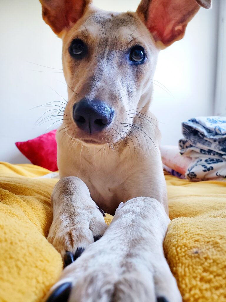 Cachorro Médio para adoção em Canela - Rio Grande do Sul