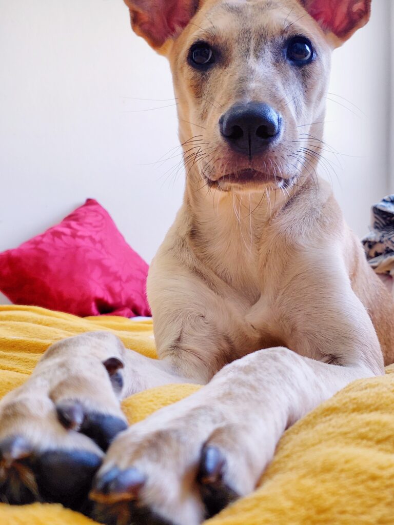 Cachorro Médio para adoção em Canela - Rio Grande do Sul