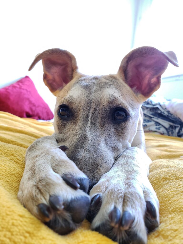 Cachorro Médio para adoção em Canela - Rio Grande do Sul