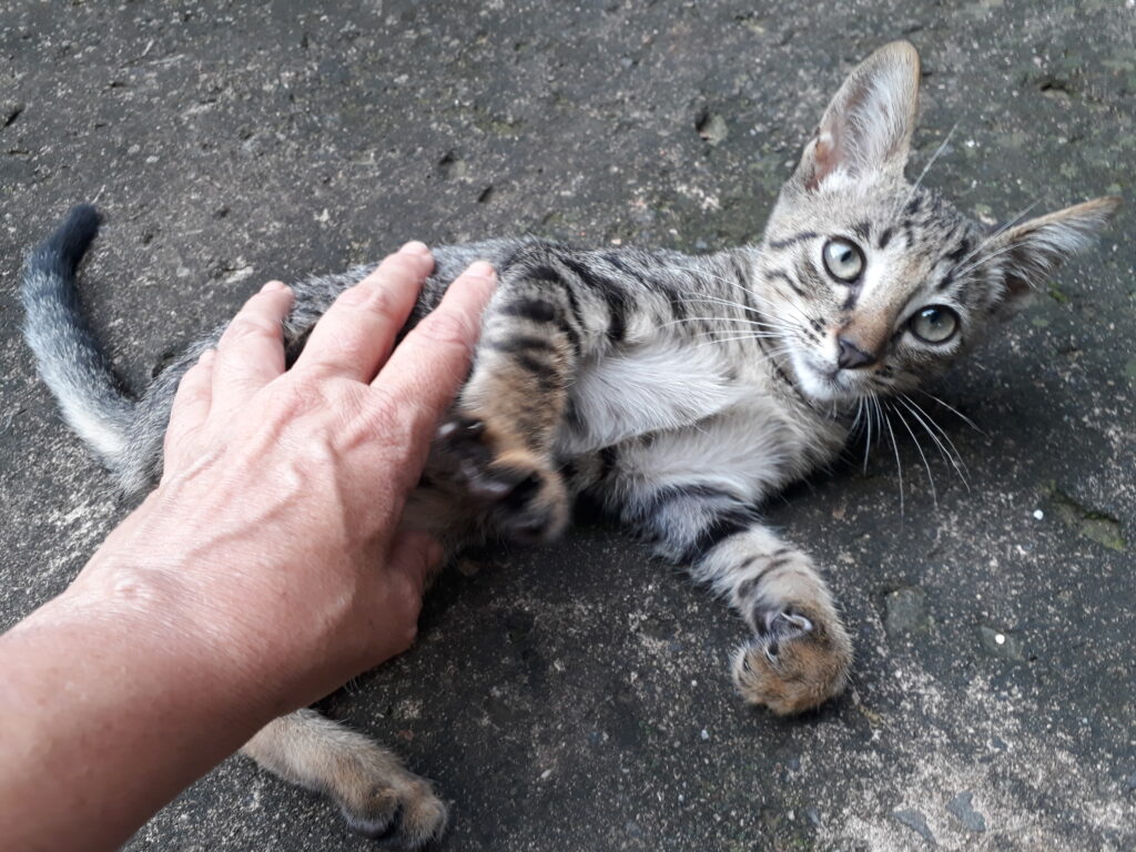 Gato Pequeno para adoção em Campinas - São Paulo