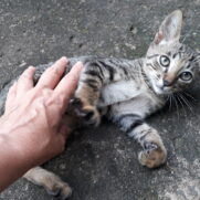 Gato porte pequeno para adoção em Campinas - São Paulo