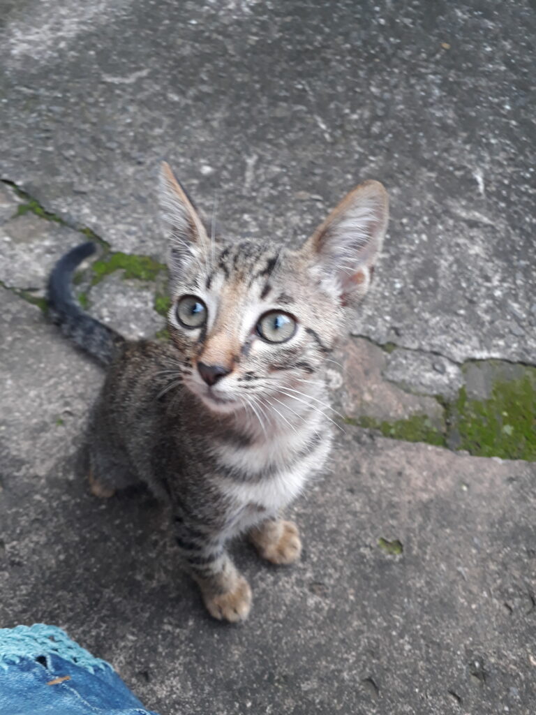 Gato Pequeno para adoção em Campinas - São Paulo