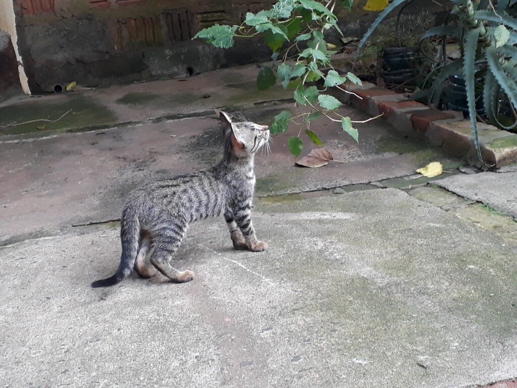 Gato Pequeno para adoção em Campinas - São Paulo