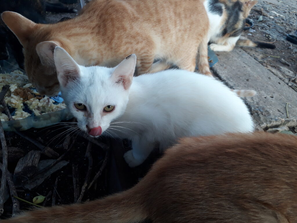 Gato Pequeno para adoção em Campinas - São Paulo