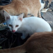 Gato porte pequeno para adoção em Campinas - São Paulo