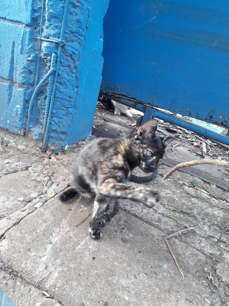 Gato Pequeno para adoção em Campinas - São Paulo