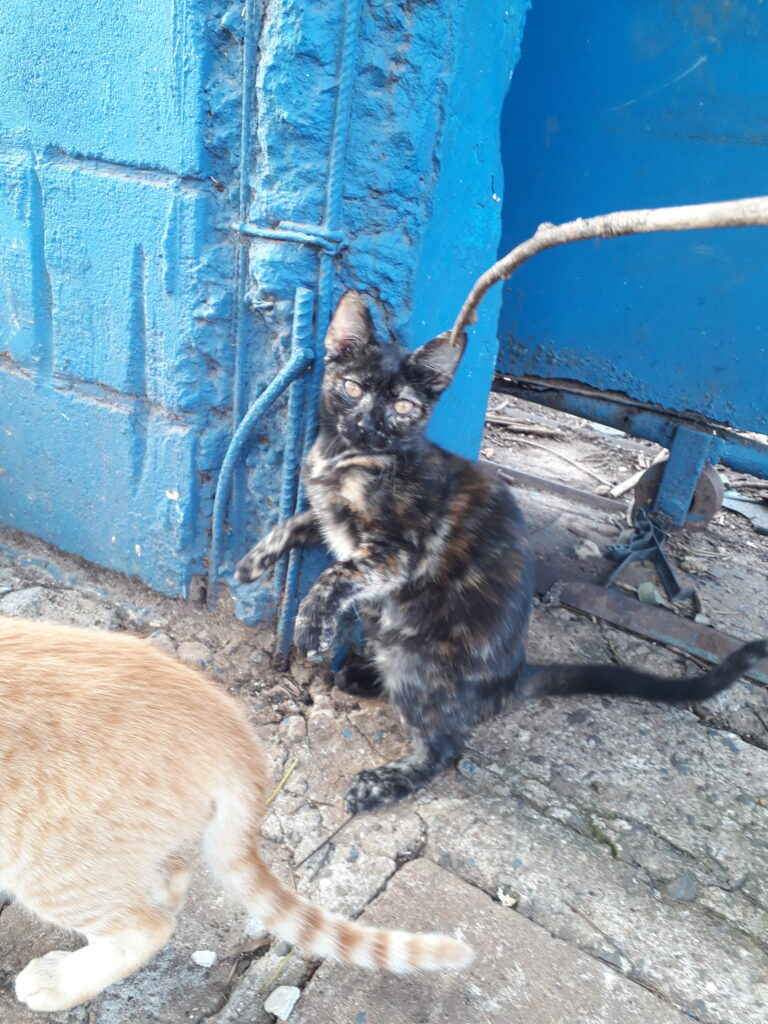 Gato Pequeno para adoção em Campinas - São Paulo