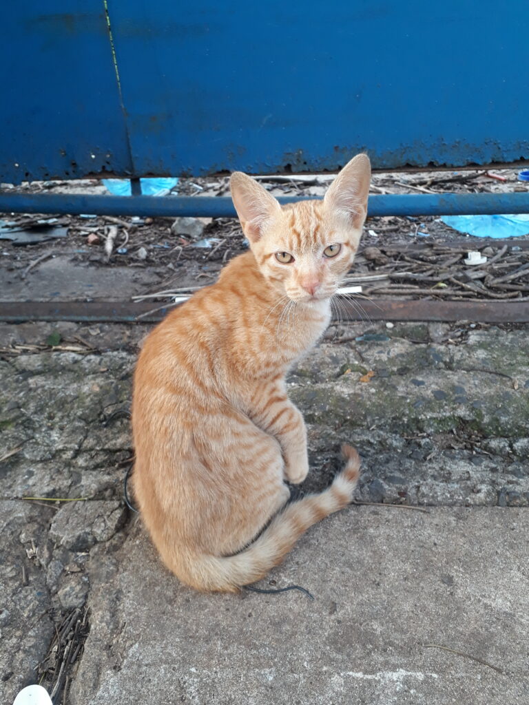 Gato Pequeno para adoção em Campinas - São Paulo