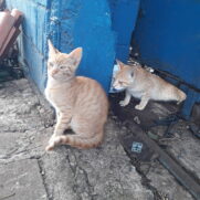 Gato porte pequeno para adoção em Campinas - São Paulo