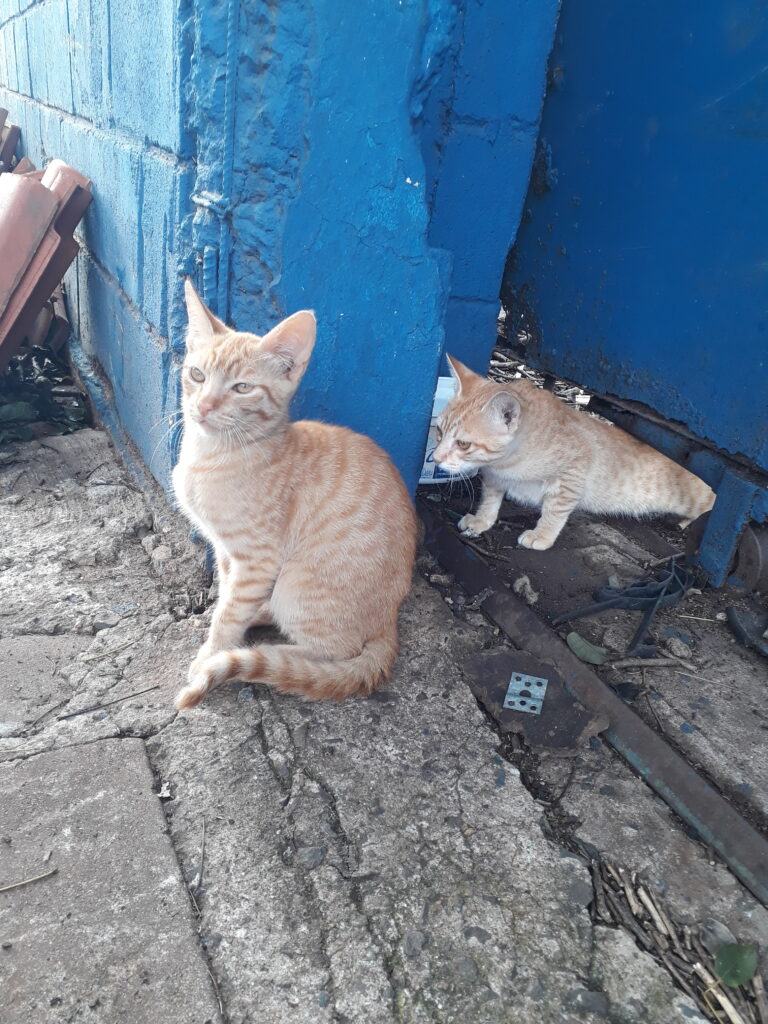 Gato Pequeno para adoção em Campinas - São Paulo