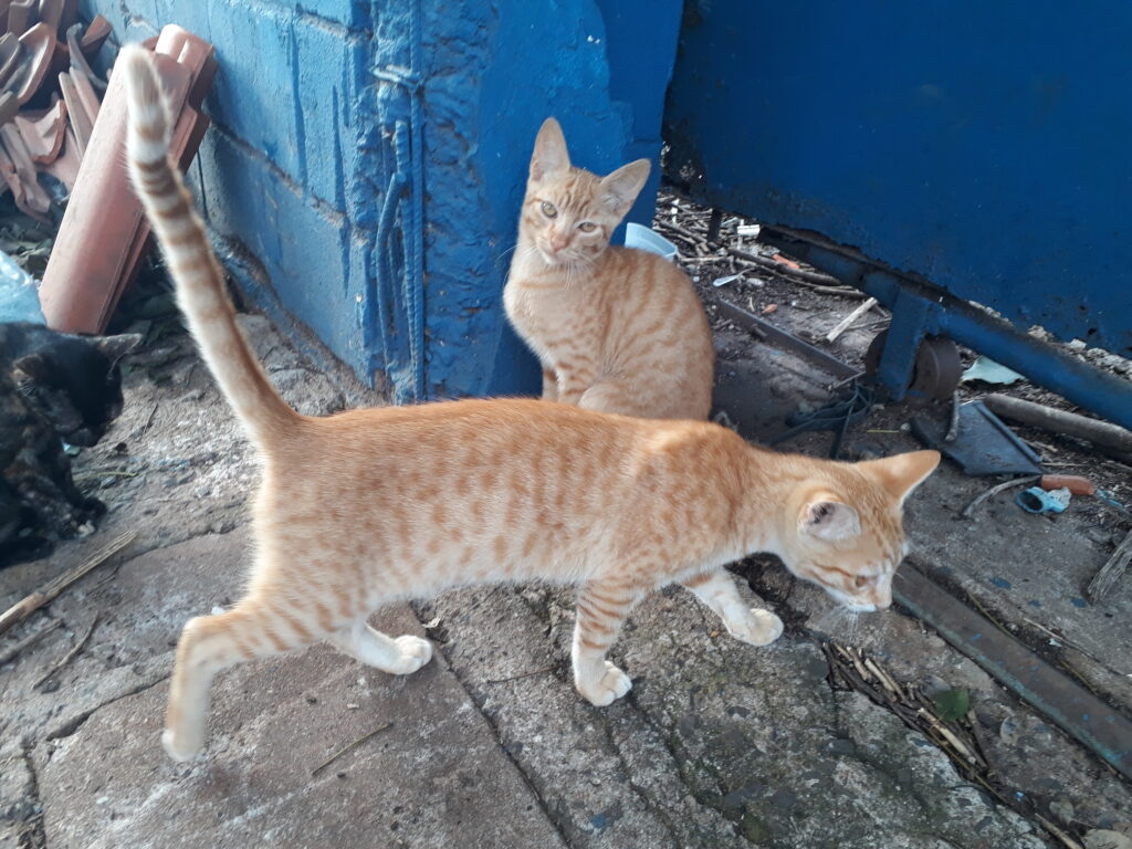 Gato Pequeno para adoção em Campinas - São Paulo