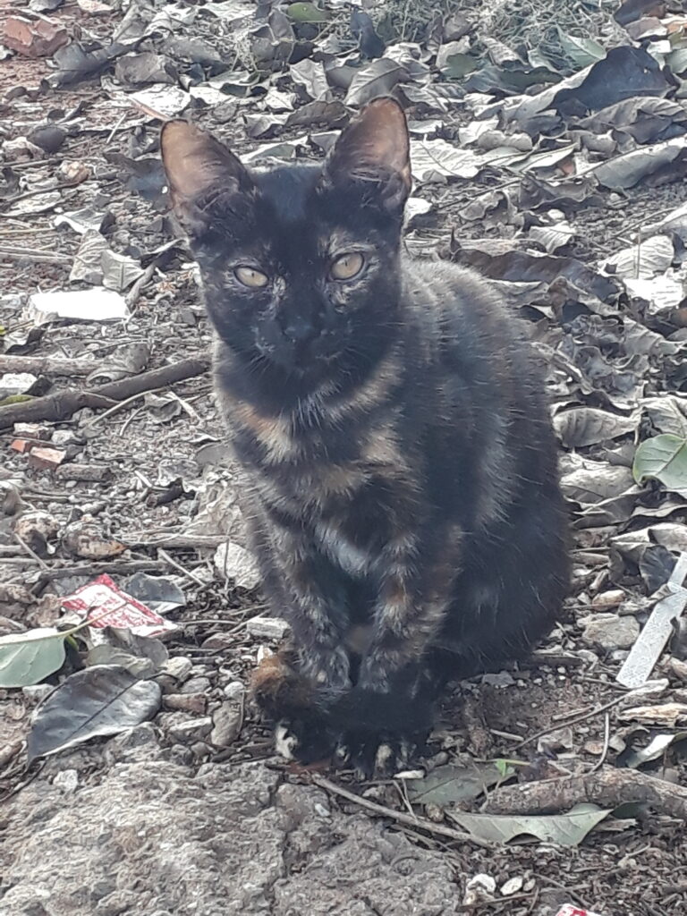 Gato Pequeno para adoção em Campinas - São Paulo