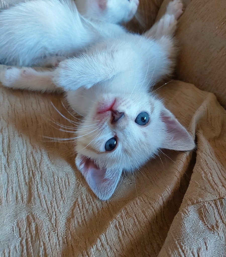 Gato Pequeno para adoção em Goiânia - Goiás