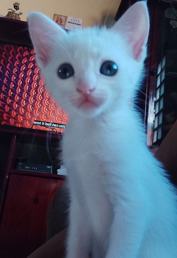 Gato Pequeno para adoção em Goiânia - Goiás