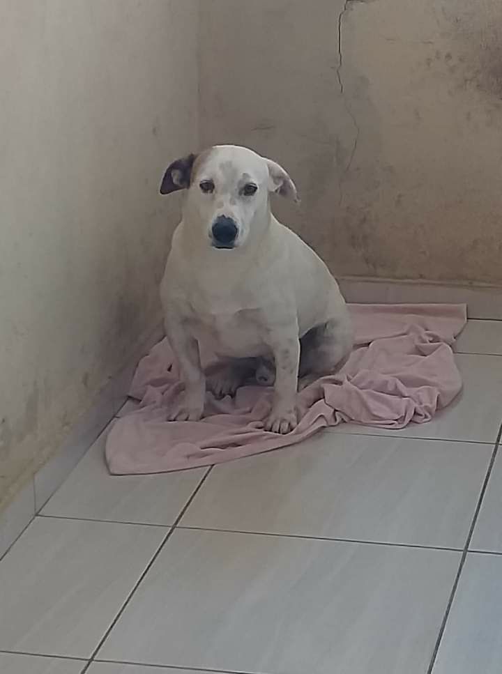 Cachorro Médio para adoção em Votorantim - São Paulo