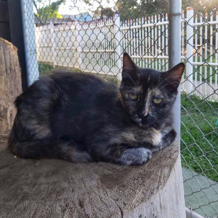 Gato Pequeno para adoção em Curitiba - Paraná