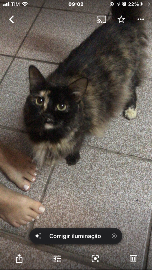 Gato Pequeno para adoção em Santo André - São Paulo