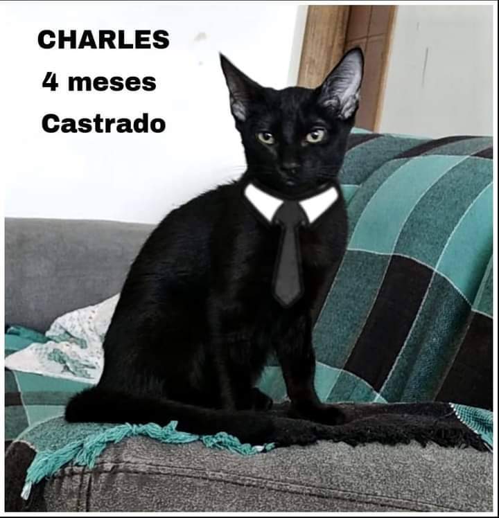 Gato Pequeno para adoção em São Paulo - São Paulo