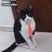 Gato porte pequeno para adoção em São Paulo - São Paulo