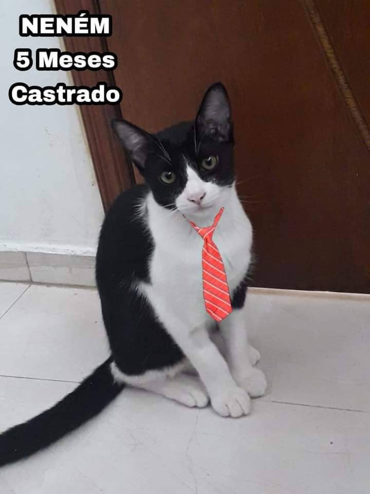 Gato Pequeno para adoção em São Paulo - São Paulo