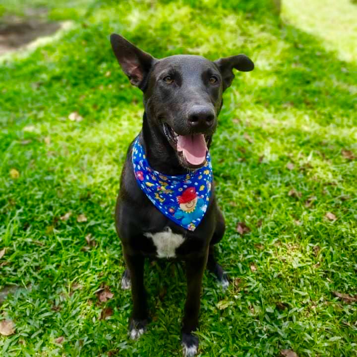 Cachorro Grande para adoção em Curitiba - Paraná