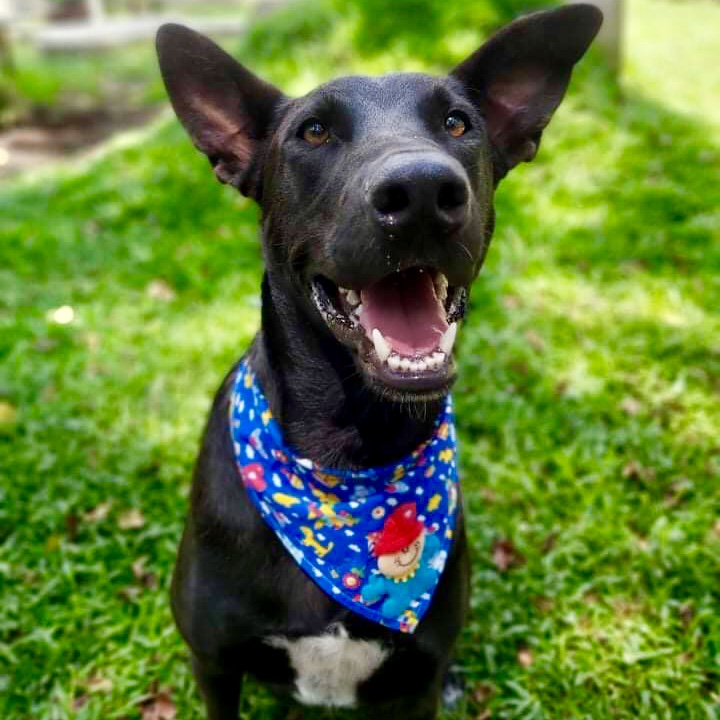 Cachorro Grande para adoção em Curitiba - Paraná