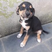 Cachorro porte medio para adoção em Belo Horizonte - Minas Gerais