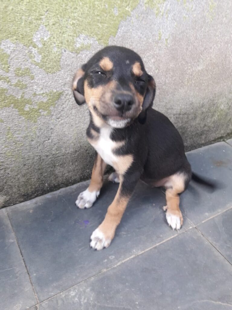 Cachorro Médio para adoção em Belo Horizonte - Minas Gerais