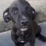 Cachorro porte medio para adoção em Belo Horizonte - Minas Gerais