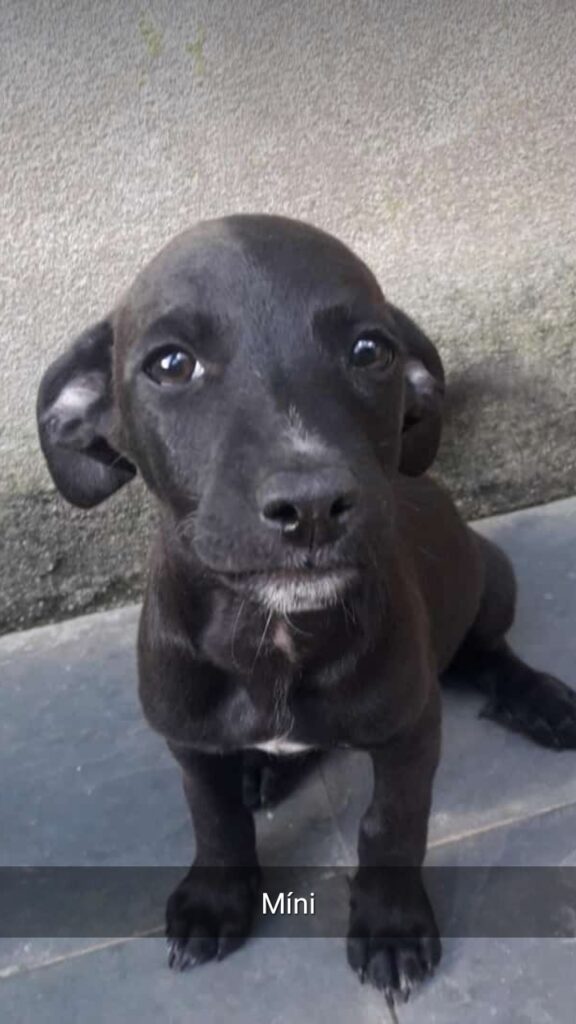 Cachorro Médio para adoção em Belo Horizonte - Minas Gerais