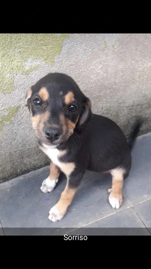 Cachorro Médio para adoção em Belo Horizonte - Minas Gerais