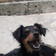 Cachorro porte medio para adoção em Belo Horizonte - Minas Gerais