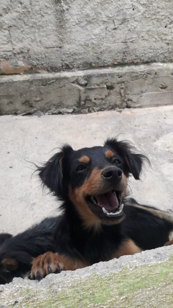 Cachorro Médio para adoção em Belo Horizonte - Minas Gerais