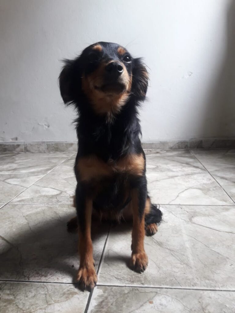 Cachorro Médio para adoção em Belo Horizonte - Minas Gerais