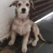 Cachorro porte medio para adoção em Belo Horizonte - Minas Gerais