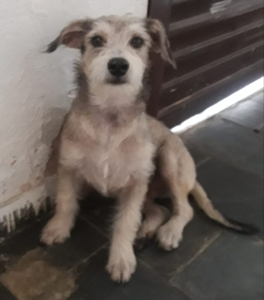 Cachorro Médio para adoção em Belo Horizonte - Minas Gerais