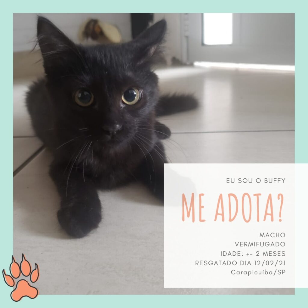 Gato Pequeno para adoção em Carapicuíba - São Paulo