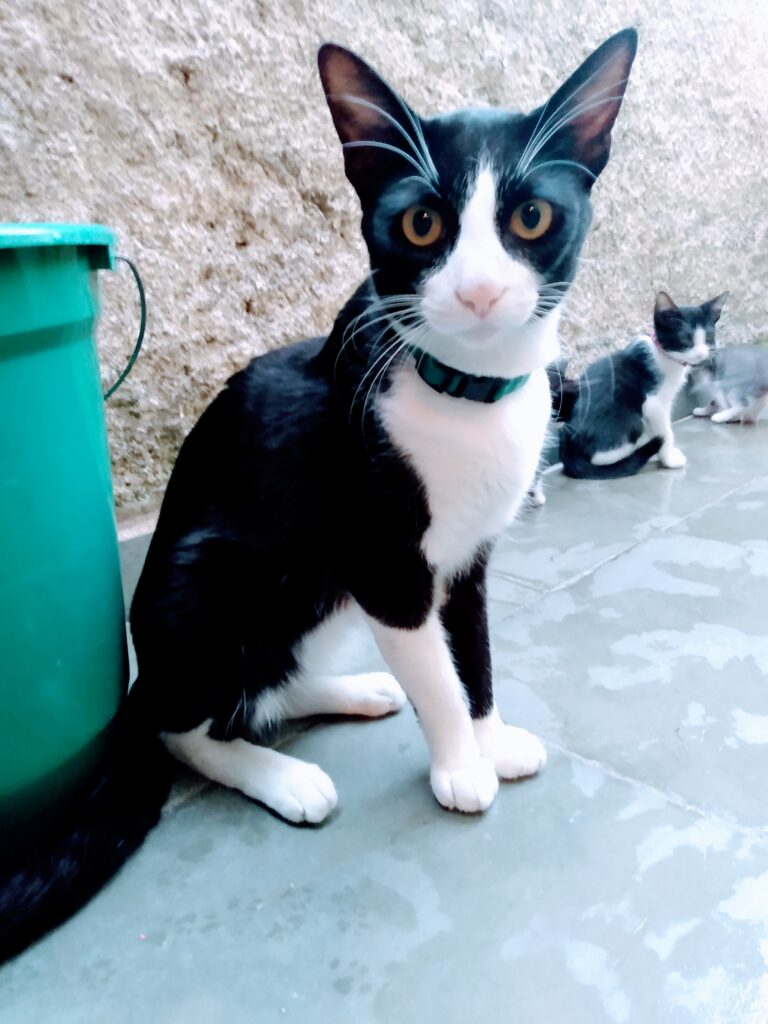 Gato Grande para adoção em São Paulo - São Paulo