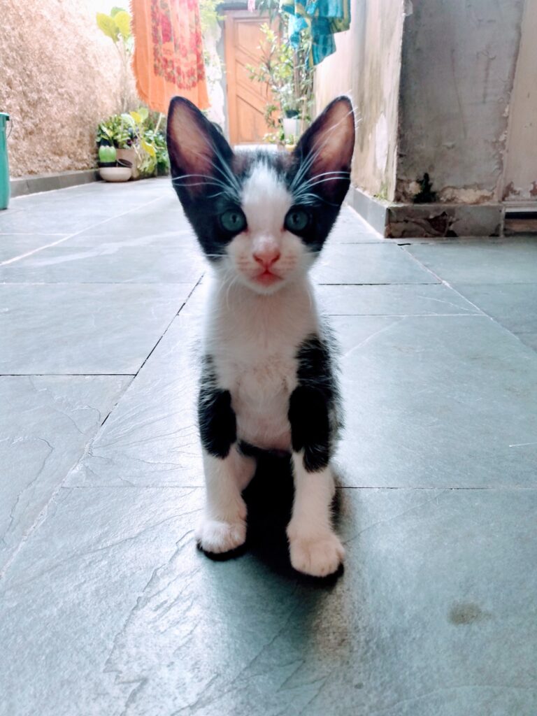 Gato Pequeno para adoção em São Paulo - São Paulo