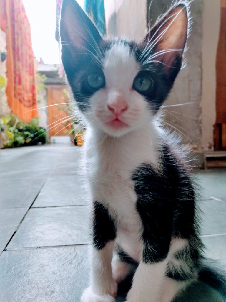 Gato Pequeno para adoção em São Paulo - São Paulo