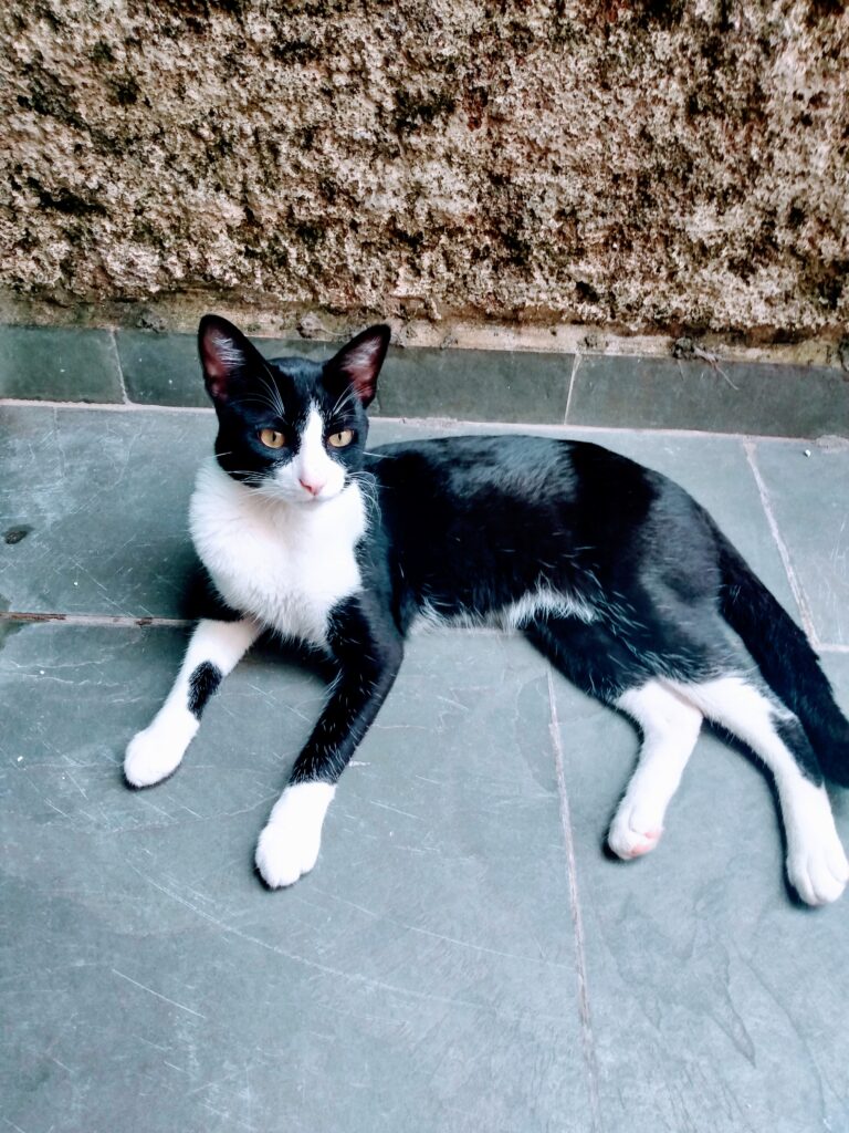 Gato Grande para adoção em São Paulo - São Paulo