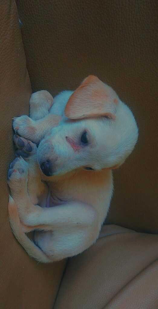 Cachorro Grande para adoção em Mauá - São Paulo